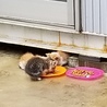 千葉市より2～3カ月位の仔猫2匹の里親様を募集です サムネイル5