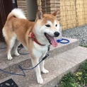 もうすぐ３歳 人懐っこい柴犬の男の子