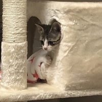 まめ