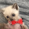 トマト☆