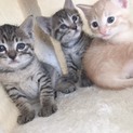 子猫 生後3か月程度 (黒トラx2 茶x1)