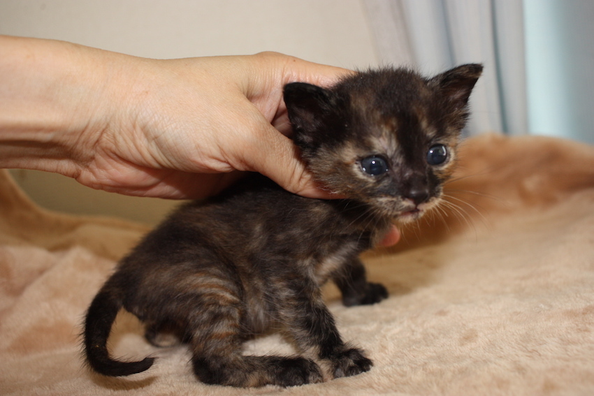 可愛い赤ちゃんサビ猫 あ 岡山県 猫の里親募集 ペットのおうち 月間利用者150万人