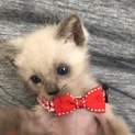 生後1カ月ぐらいの可愛い子猫ちゃんです♡