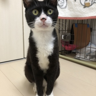 人なつこい男の子