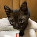 ７月７日譲渡会参加猫⑯　黒　男の子