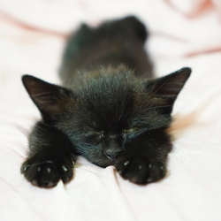 盲目の猫「ひじき」動けるように