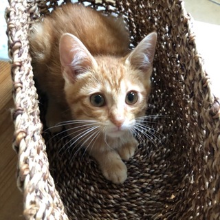 優しいお顔の茶トラくん