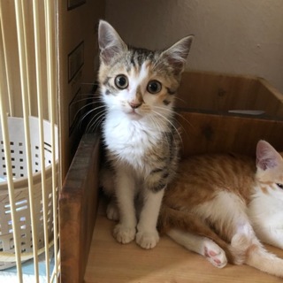 小さい可愛いキジ三毛ちゃん（ボブテイル）