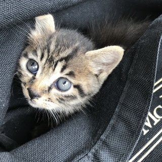 2ヶ月くらいの子猫