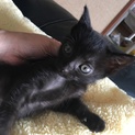 黒仔猫