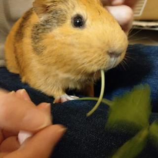 イングリッシュモルモット♂　里親募集