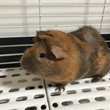 里親募集