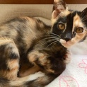 可愛い膝乗り子猫兄妹！