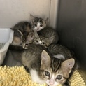 四姉妹の三毛とキジ猫ちゃん