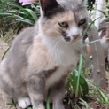 三毛猫みーちゃん4.5歳