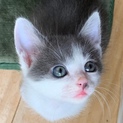 淡々と物事をこなす理系男子⁉️ハイト君❣️