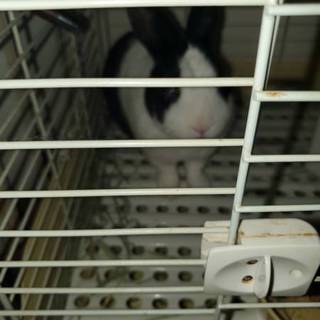 大切に育ててくださる方宜しくお願いします。