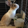 みゆまるっち
