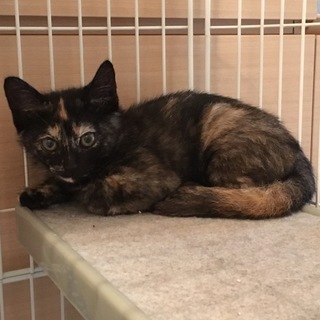 4月末に生まれた子猫ちゃん