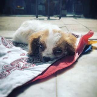 暖かい家族を探してます