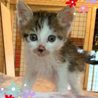 管理番号︰OSー782