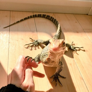 イエローヘッドモニター(一時募集中断)