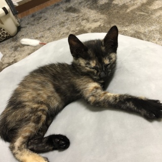 女の子の子猫の里親さん募集中です