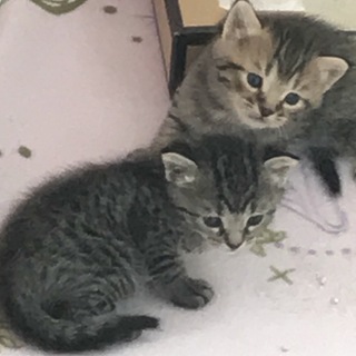 三週齢 可愛いキジ子猫