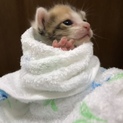 可愛い三毛猫ちゃんの里親募集