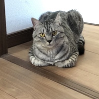 やまと