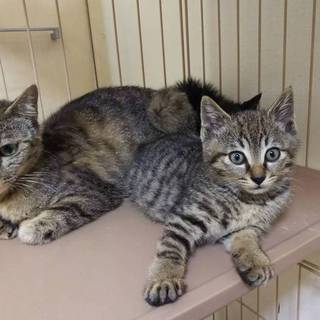 まんまるキジちゃん♪