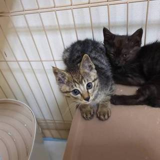 可愛いキジちゃん♪