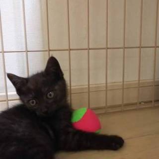 ブラックスモークの可愛い子♪