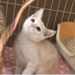 ねこの譲渡会@YAOMON サムネイル2