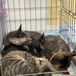 ねこの譲渡会@YAOMON サムネイル3