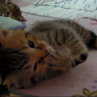 三週齢   小さなキジ子猫