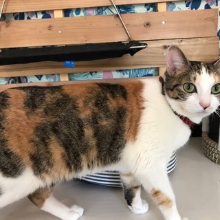 シャイだけど実は甘えん坊の三毛猫 さくらこちゃん♡