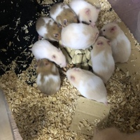 ハムちゃんズ