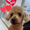 元気いっぱい！まだまだ若い！トイプードルこつぶ サムネイル2