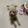 元気いっぱい！まだまだ若い！トイプードルこつぶ サムネイル5