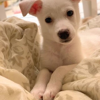 お利口さん 2ヶ月女の子