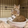 鍋お気に入り
