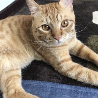 2才　オス　去勢済み　赤トラ