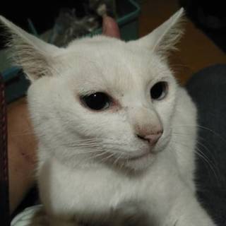 人馴訓練中  瞳は澄んだブルー白ユリちゃん1歳