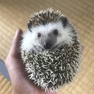 新しいおうちが決まりました。ありがとうございました