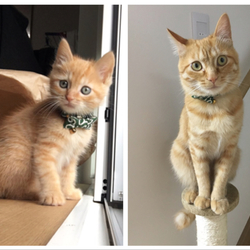 きなこのその後