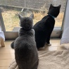 さくら野