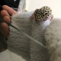レオパ2匹、西アフ再生尾1匹