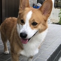 コーギー男の子