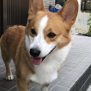 コーギー男の子